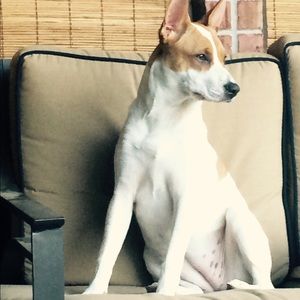 Meet your Posher, Karis